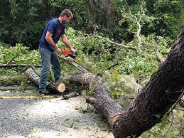 Best Storm Damage Tree Cleanup  in Roaming Shores, OH